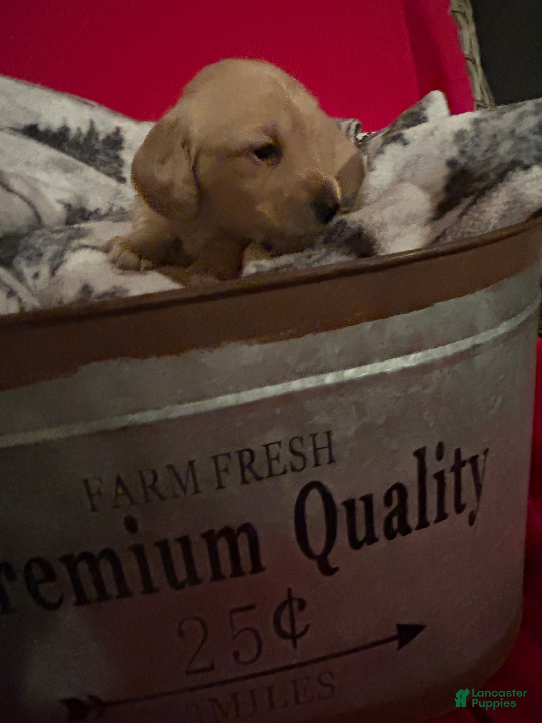 Miniature Dachshund dogs for sale: Miniature Dachshund Puppy 5 - Ad 2