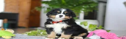 Bernese Mountain Dog dogs for sale: Koda - Ad 5