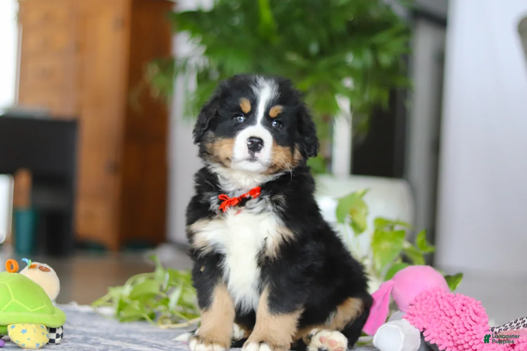 Bernese Mountain Dog dogs for sale: Koda - Ad 5