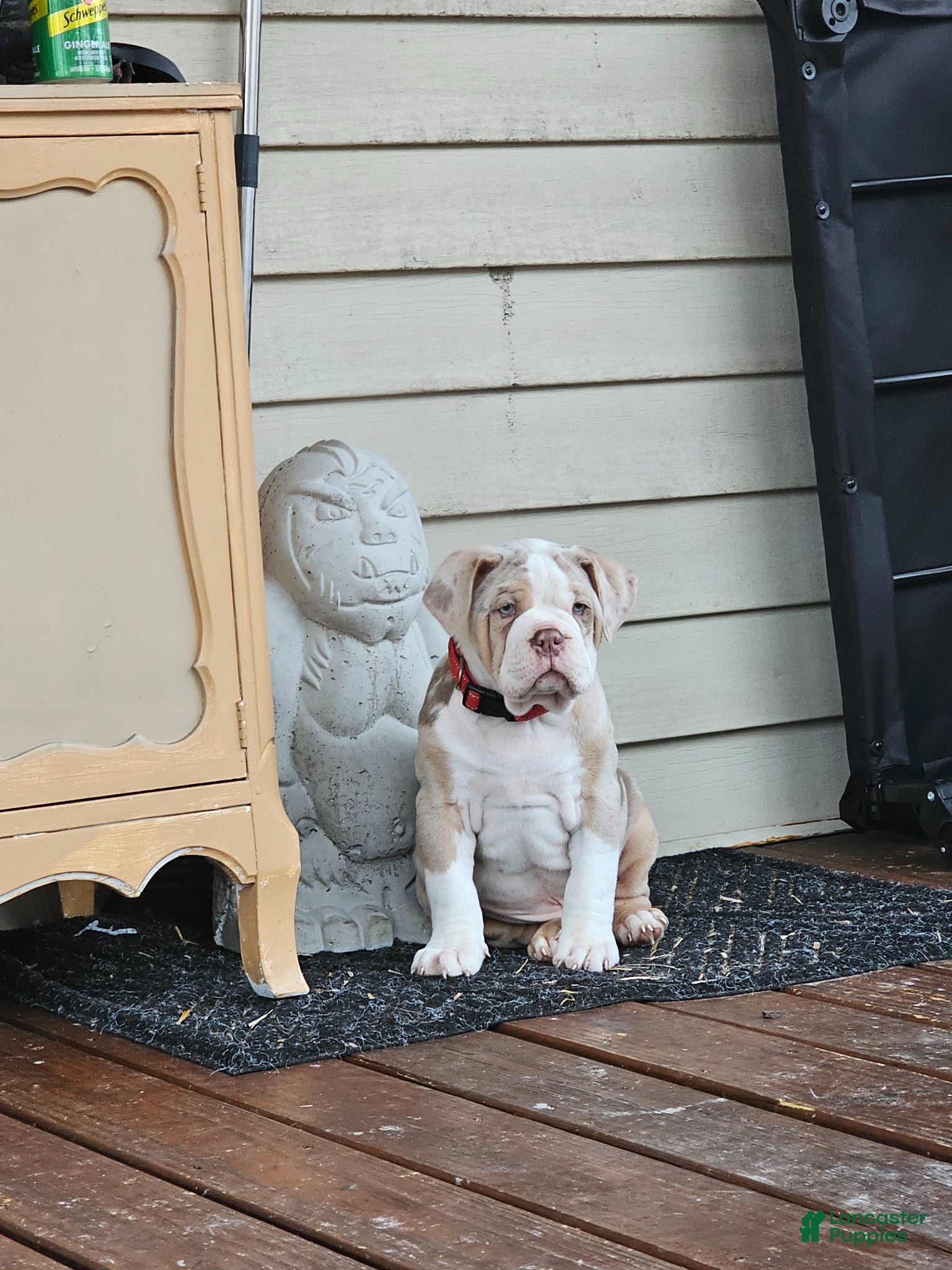 Olde English Bulldogge dogs Olde English Bulldogge Mani - Ad 33