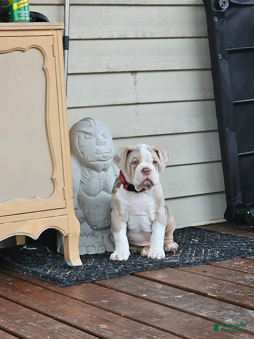 Olde English Bulldogge dogs for sale: Olde English Bulldogge Mani - Ad 1