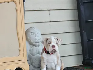 Olde English Bulldogge dogs Olde English Bulldogge Mani - Ad 29