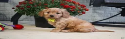 Cavapoo dogs for sale: Oliver - Ad 6