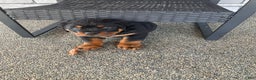Rottweiler dogs for sale: Rottweiler Puppy 1 - Ad 8