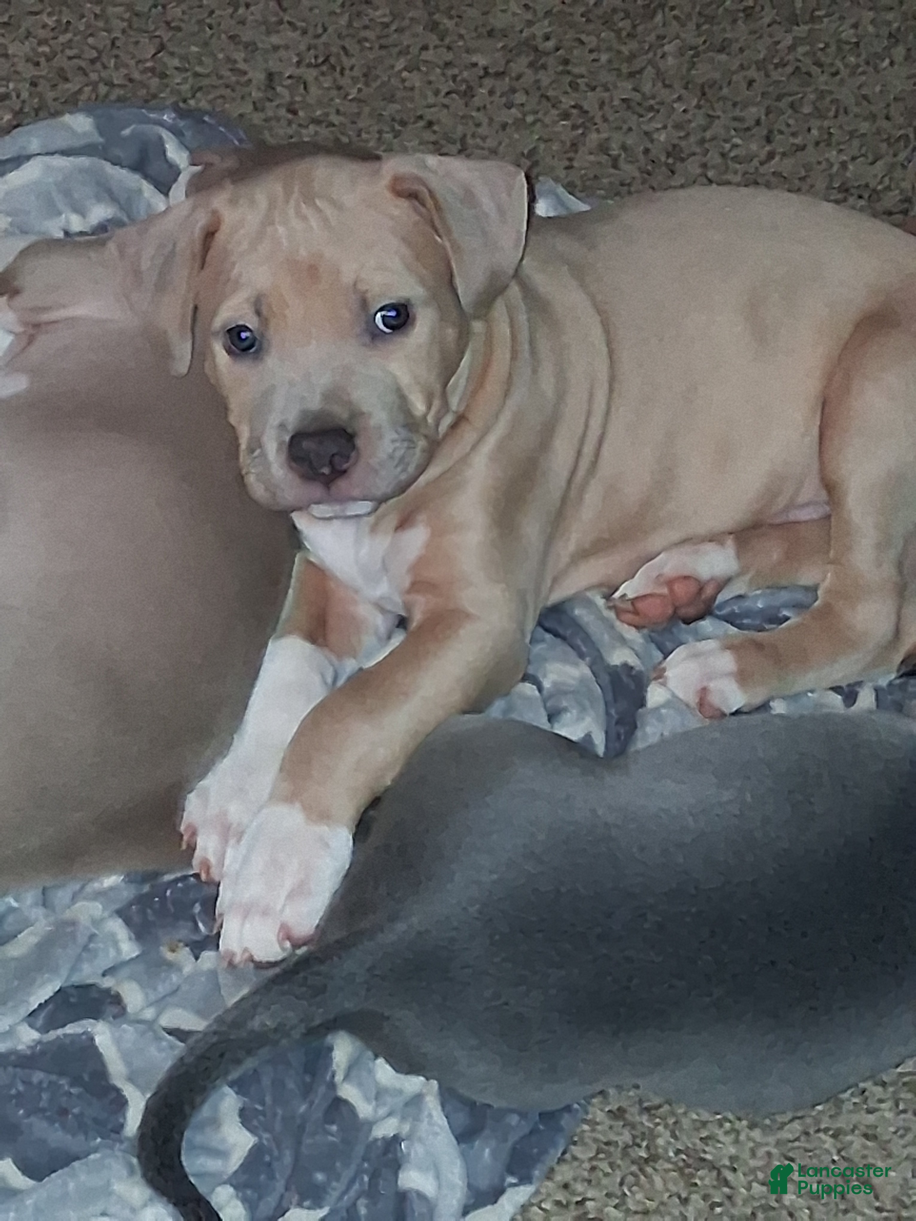Mixed Breed dogs King - Ad 41