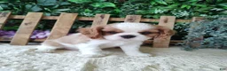 Cavalier King Charles Spaniel dogs for sale: Brittany  - Ad 4