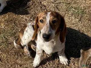 Dachshund dogs Ranger - Ad 24