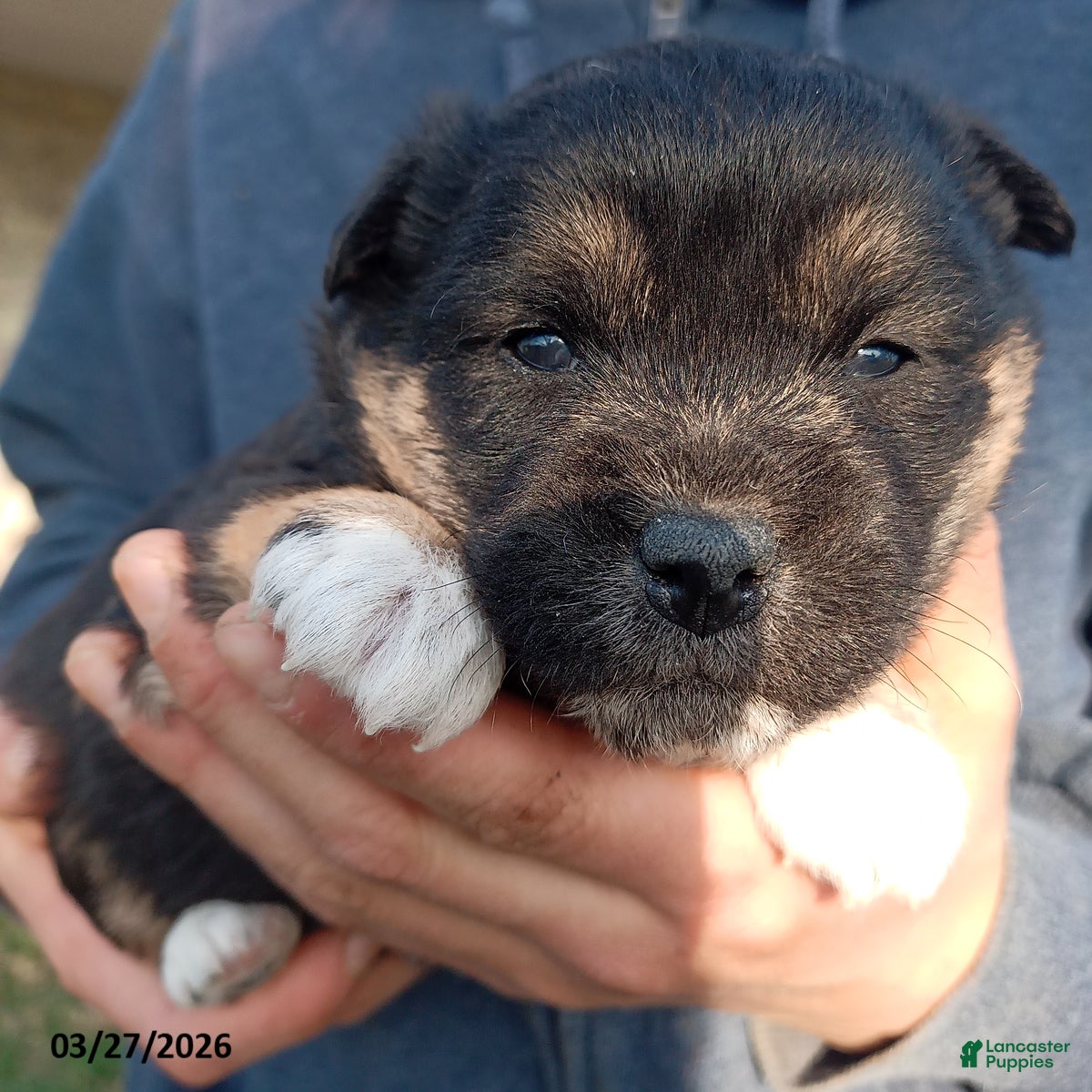 Mixed Breed dogs Anson - Ad 2