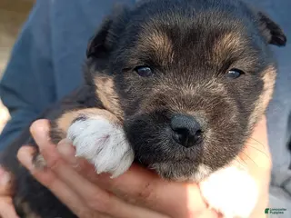 Mixed Breed dogs Anson - Ad 2