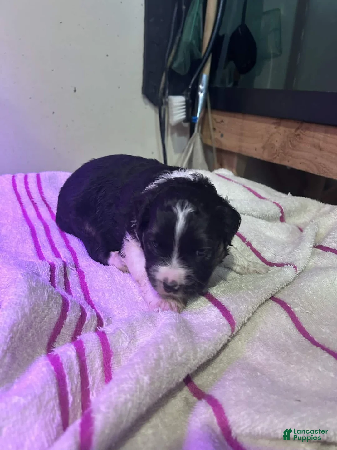 Mixed Breed dogs for sale: Mixed Breed Puppy 3 - Ad 13