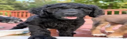 Aussiedoodle dogs for sale: TEN - Ad 2