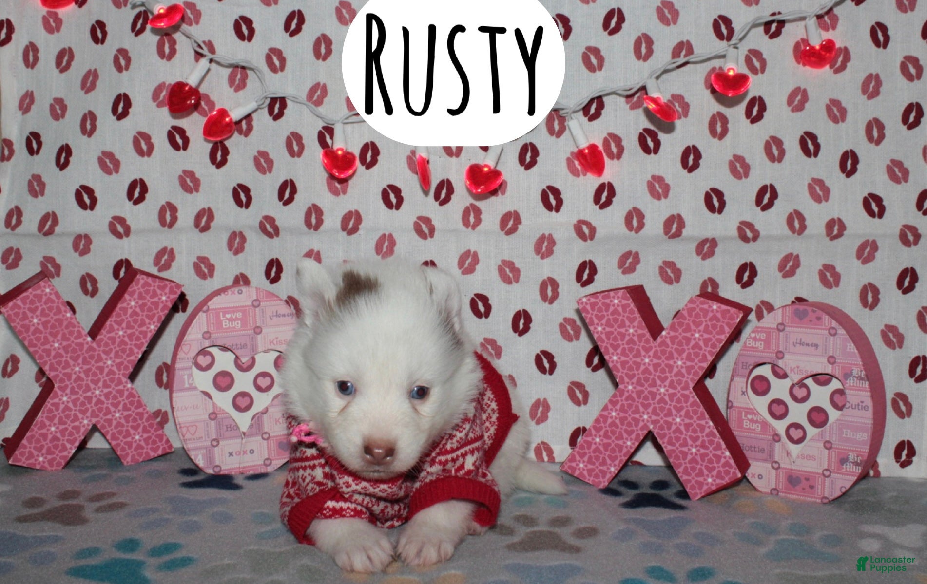 Pomsky dogs Rusty - Ad 1