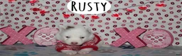 Pomsky dogs for sale: Rusty - Ad 3