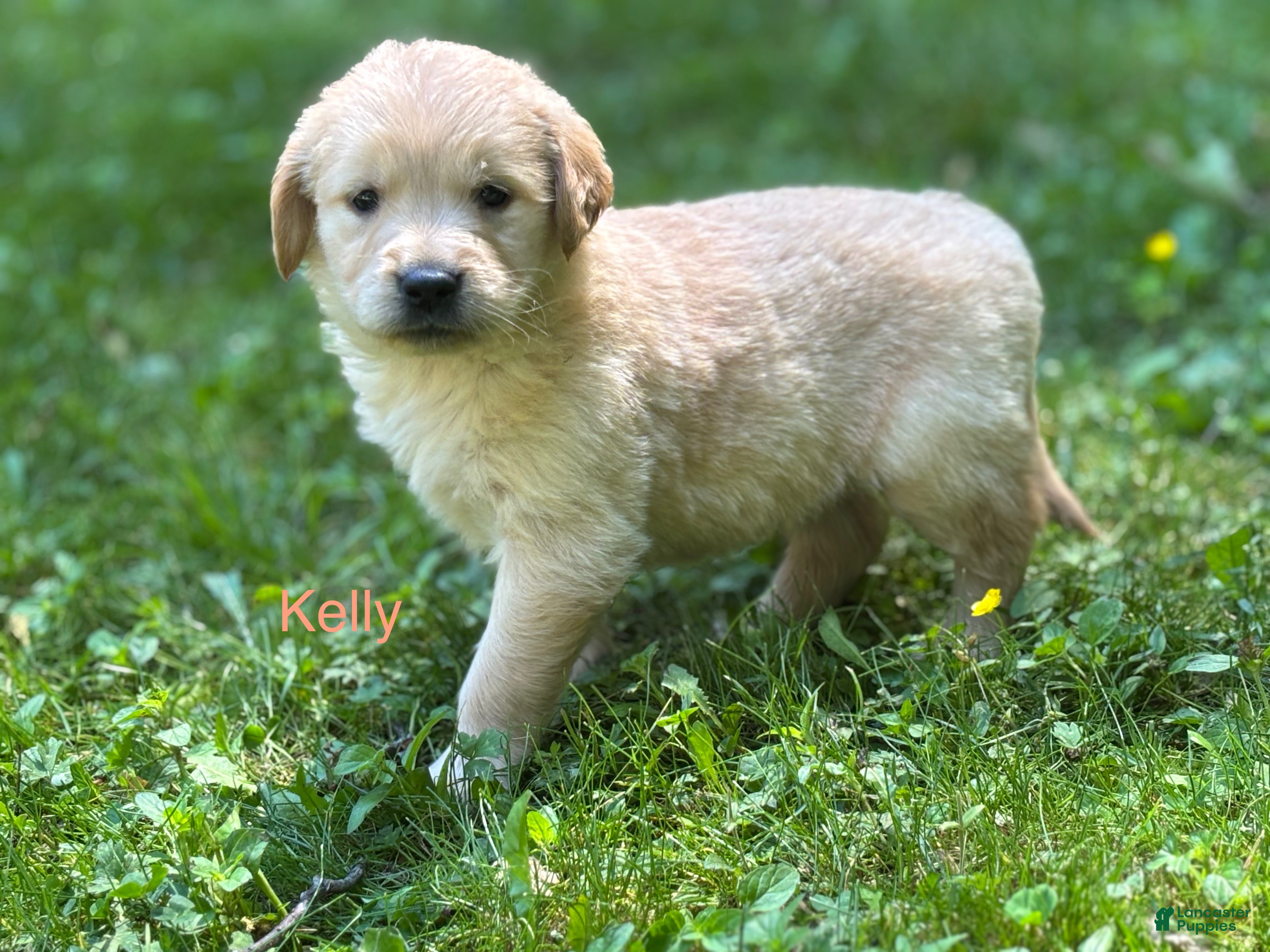Golden Retriever dogs Kelly - Ad 1