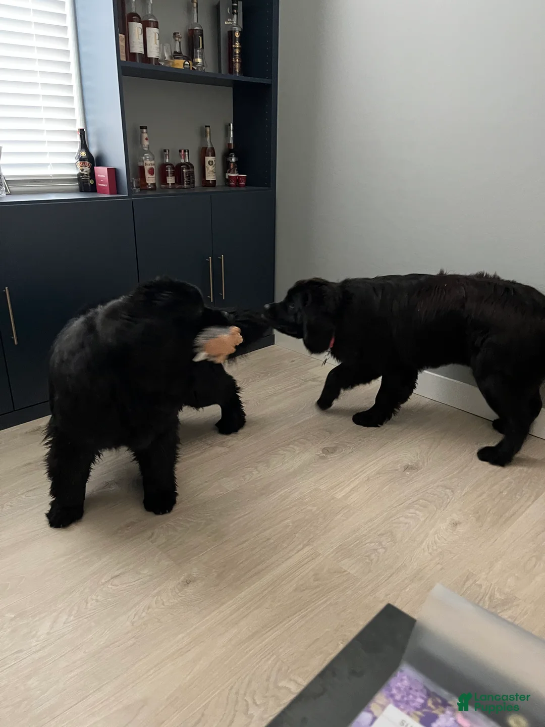 Newfoundland dogs for sale: Newfoundland Puppy 1 - Ad 5