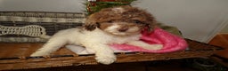Toy Poodle dogs for sale: Toy Poodle Puppy 2 Damon - Ad 1