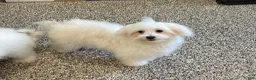 Maltese dogs for sale: Cody - Ad 8