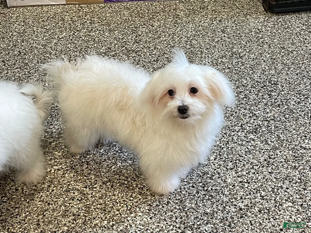 Maltese dogs for sale: Cody - Ad 8