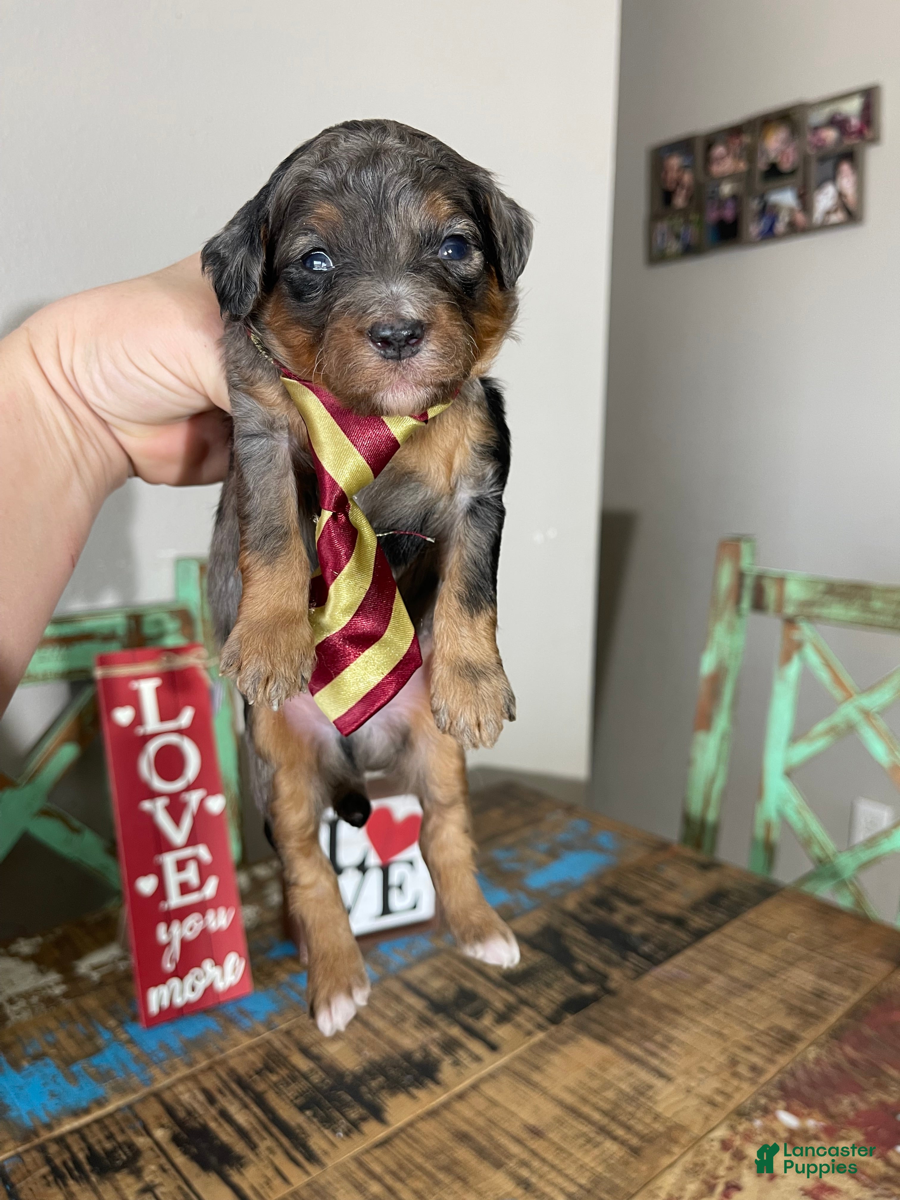 Miniature Poodle dogs Akc Blue Merle Phantom  - Ad 7