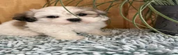 Teddy Bear dogs for sale: Fluffie - Ad 12
