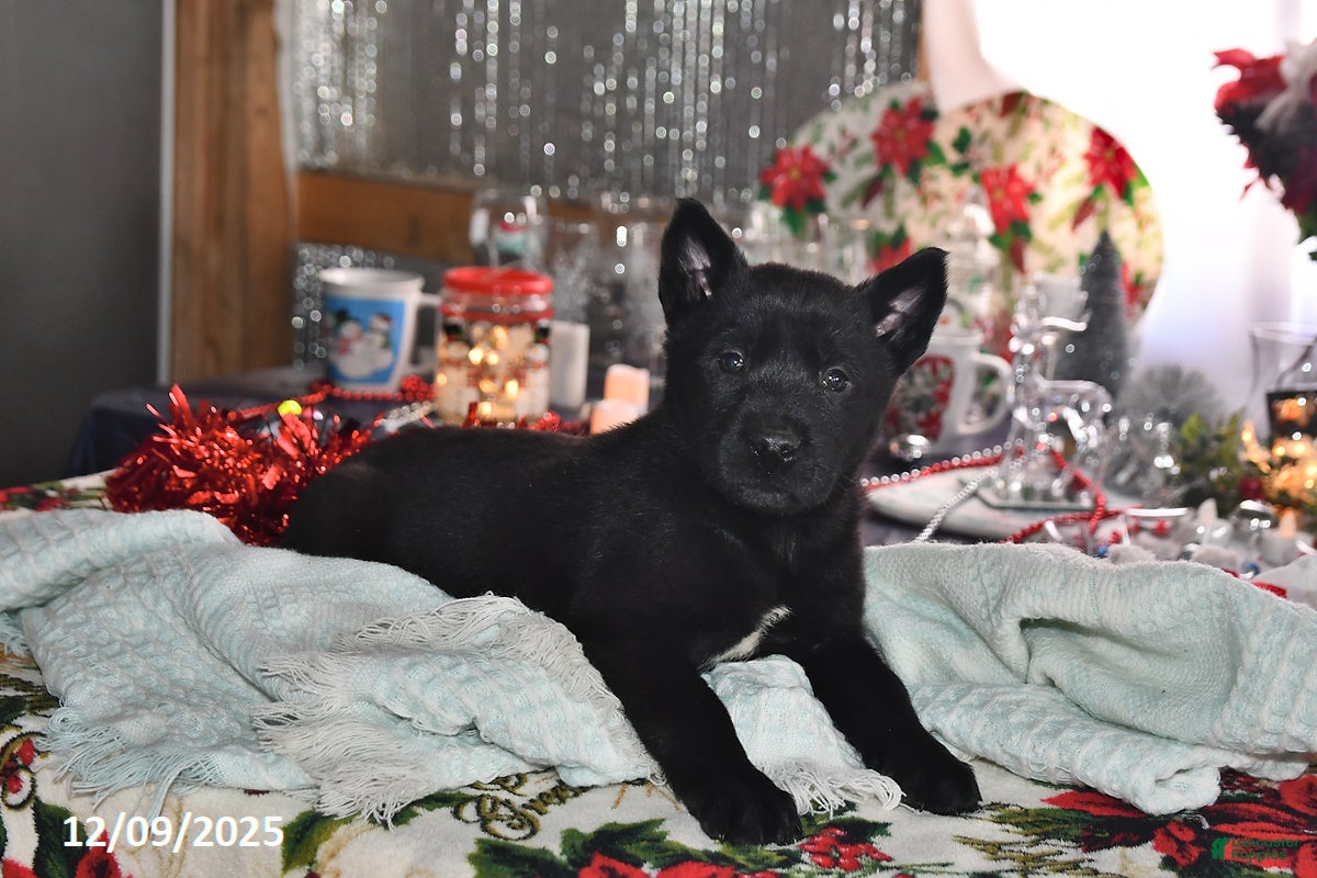 Belgian Malinois dogs Sarge - Ad 20