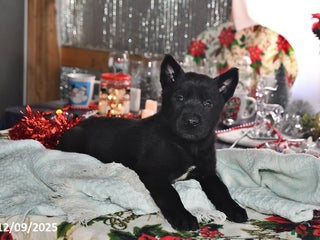 Belgian Malinois dogs Sarge - Ad 13