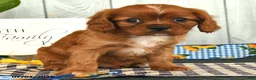 Cavalier King Charles Spaniel dogs for sale: Tommy - Ad 5