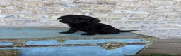 Miniature Labradoodle dogs for sale: Bonnie - Ad 3