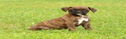 Boxer dogs for sale: Max - Ad 8