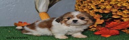 Shih Tzu dogs for sale: Amber - Ad 2