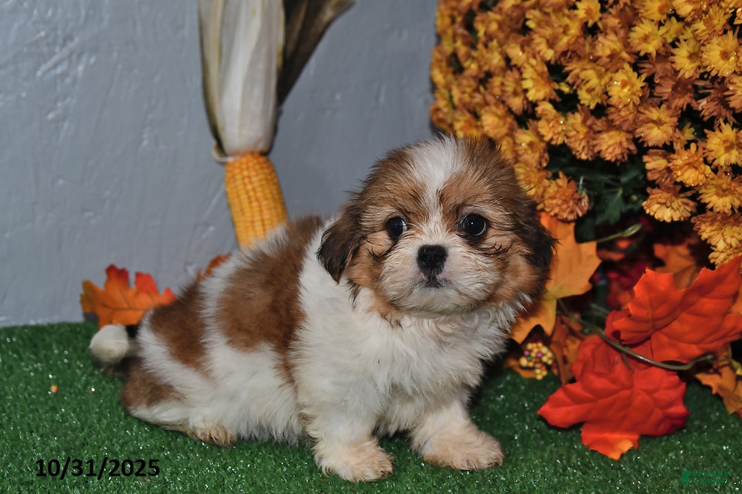 Shih Tzu dogs for sale: Amber - Ad 2
