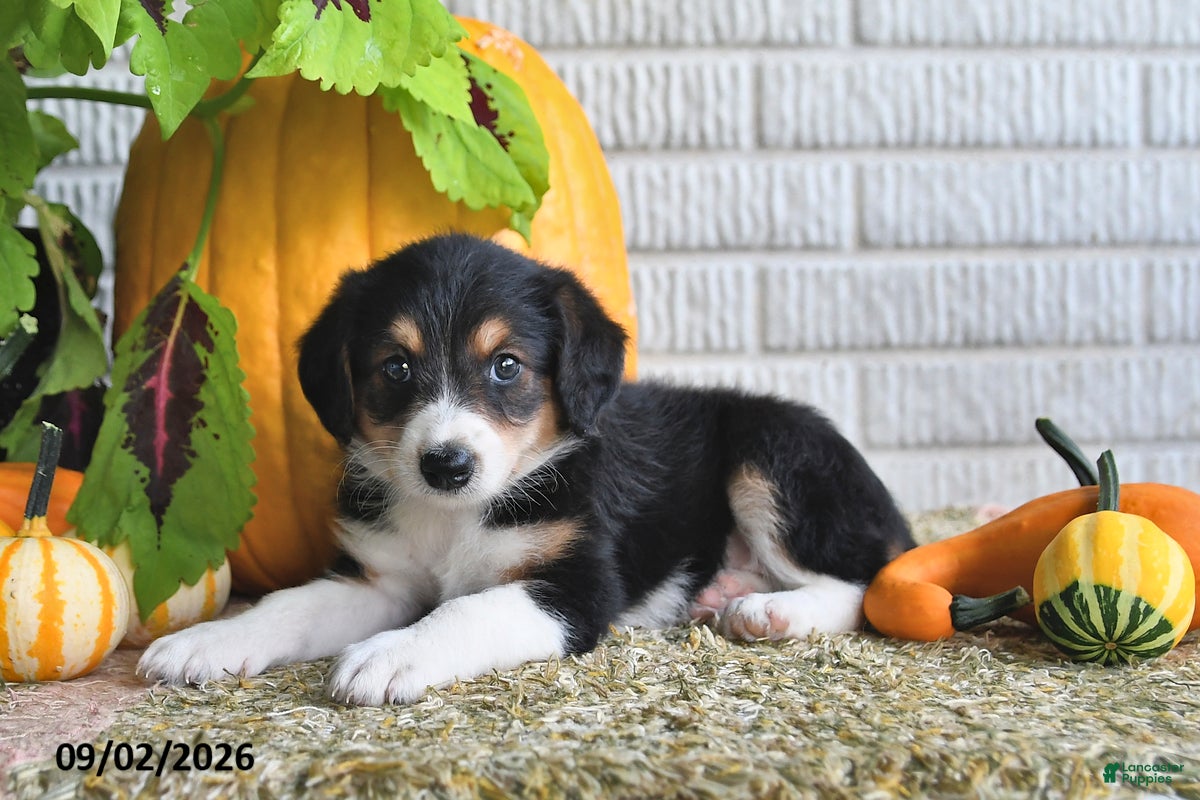 Mixed Breed dogs Karla - Ad 2