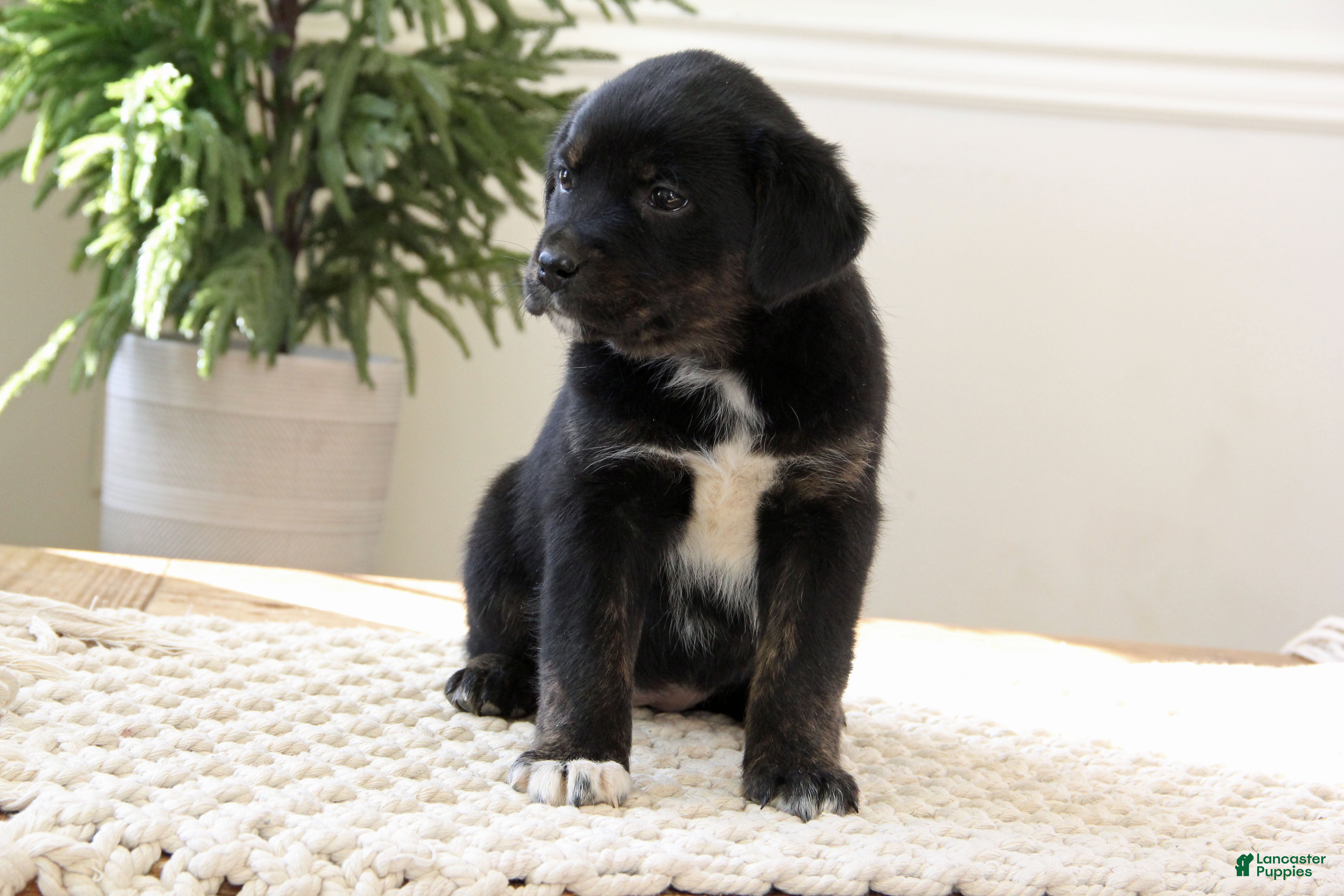 Mixed Breed dogs Mixed Breed Puppy 9 - Lucy - Ad 1
