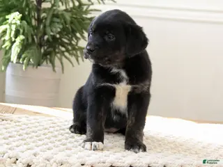 Mixed Breed dogs for sale: Mixed Breed Puppy 9 - Lucy - Ad 2