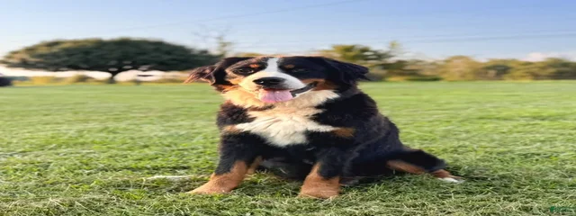 Bella