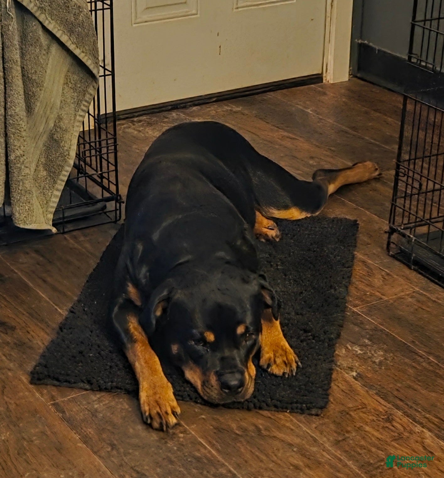 Mixed Breed dogs for sale: Rebel - Ad 8