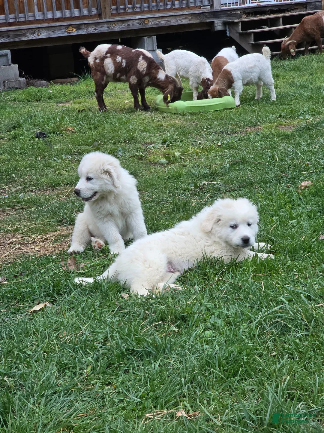 Great Pyrenees dogs for sale: Great Pyrenees Puppy 1 - Ad 12