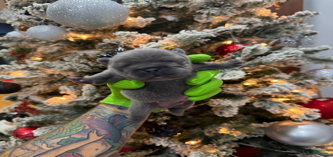 Gallery Image {{count}}