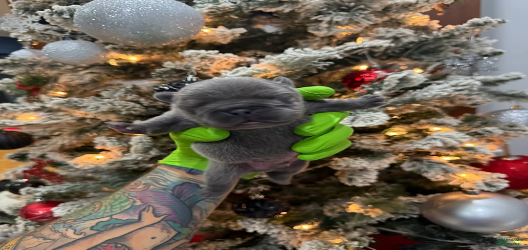 Gallery Image {{count}}