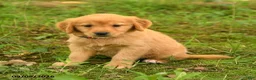 Golden Retriever dogs for sale: Dhanna - Ad 4