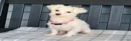 Maltipoo dogs for sale: Paisley  - Ad 9