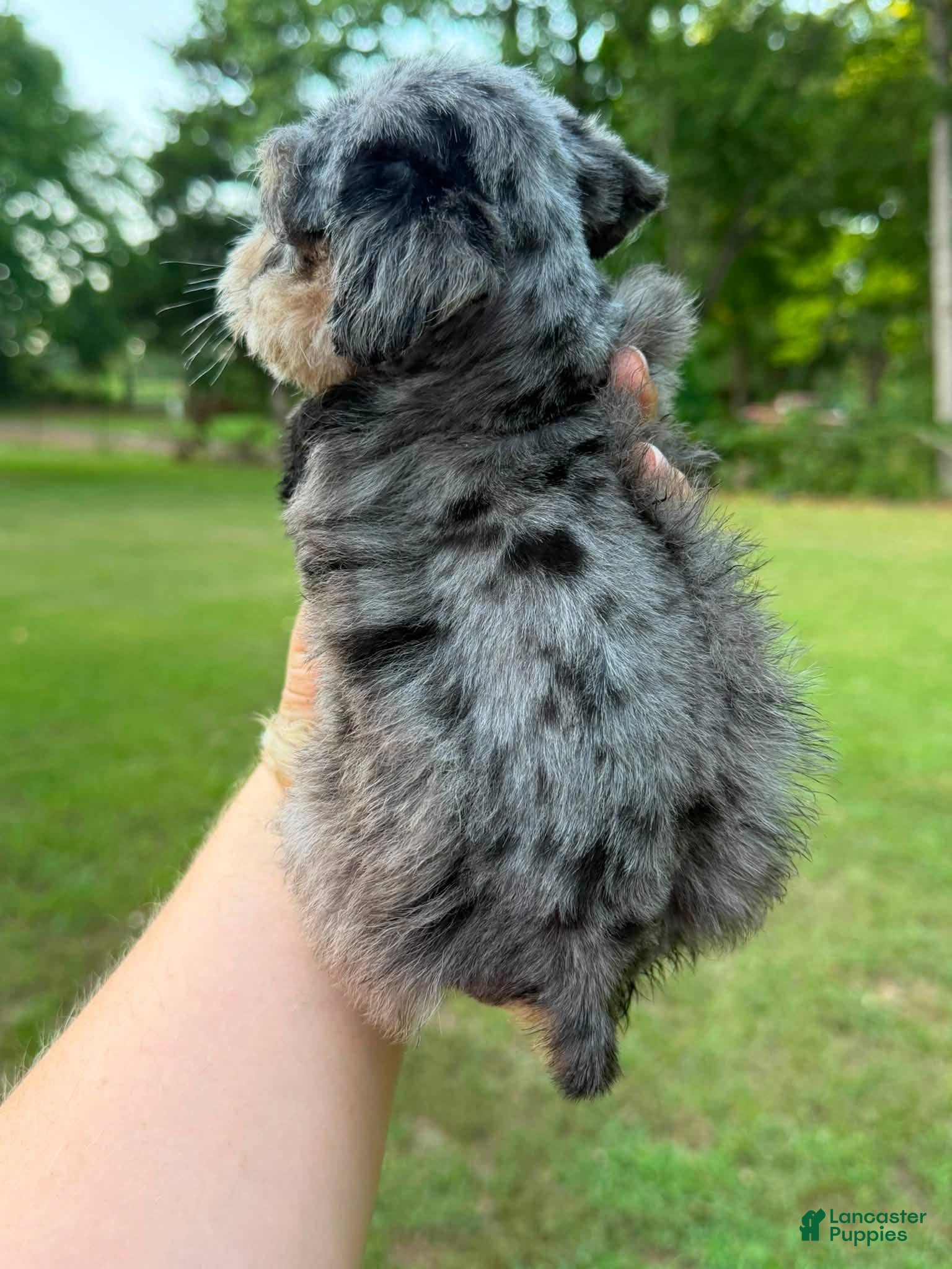 Miniature Schnauzer dogs Male 2 - Merle coat - Ad 2