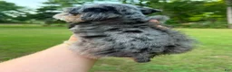 Miniature Schnauzer dogs for sale: Male 2 - Merle coat - Ad 2