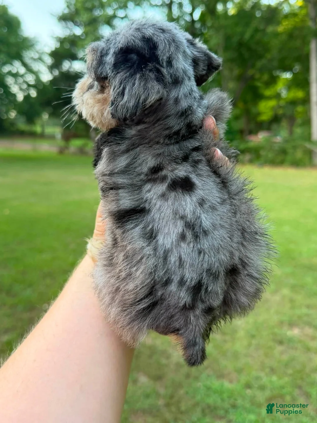 Miniature Schnauzer dogs for sale: Male 2 - Merle coat - Ad 2