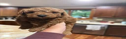 Toy Poodle dogs for sale: Parker - Ad 4