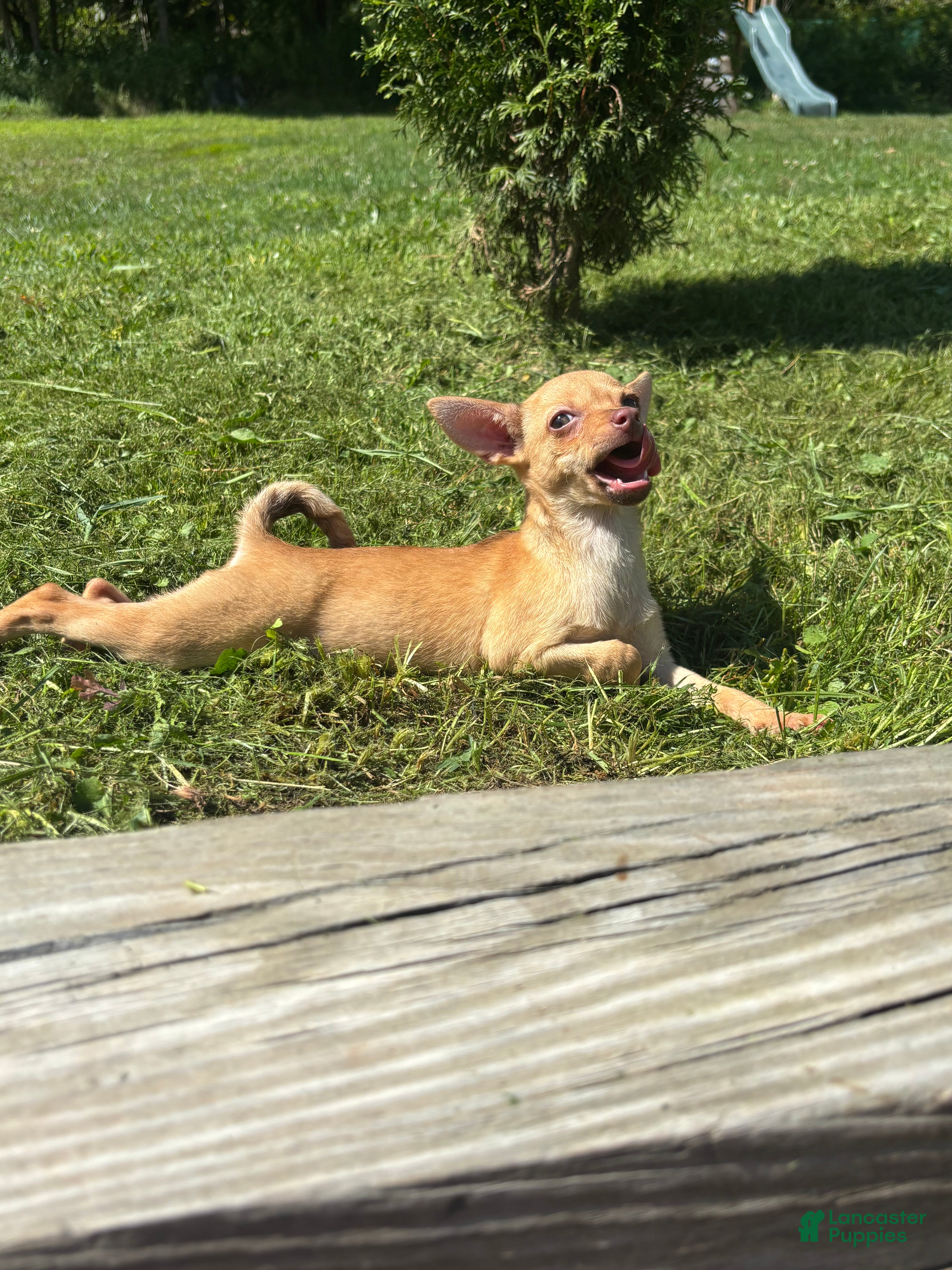 Chihuahua dogs Genny - Ad 4