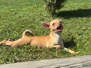 Chihuahua dogs Genny - Ad 11