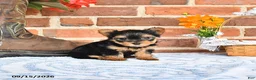 Yorkshire Terrier dogs for sale: Wallis - Ad 3