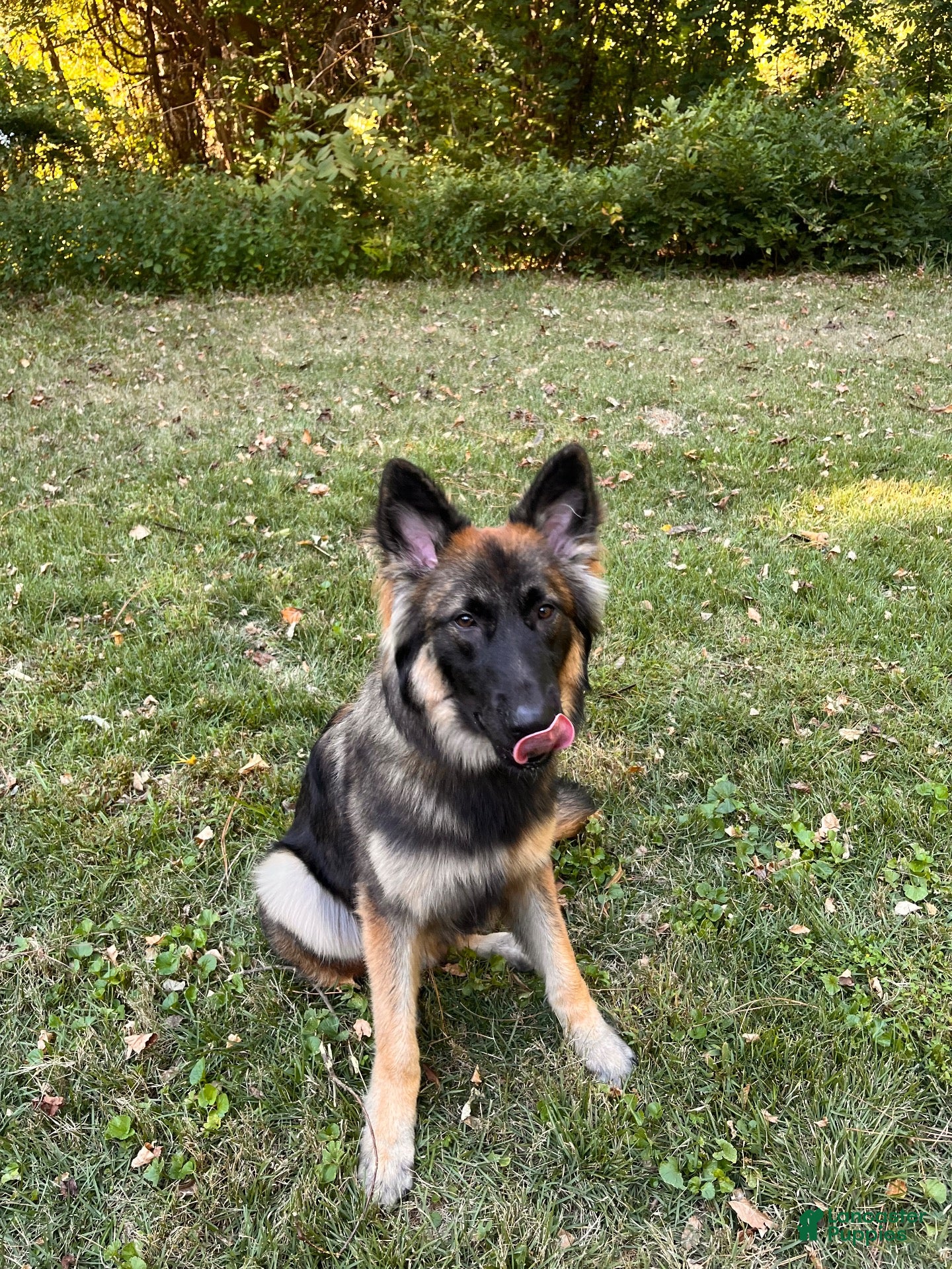 German Shepherd dogs for sale: German Shepherd 1 - Ad 23