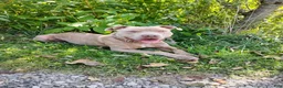 Mixed Breed dogs for sale: Shadow - Ad 2